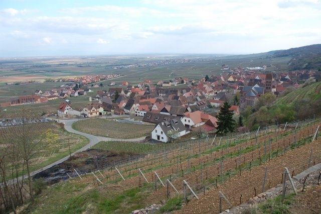 DSC_5339.JPG - 4 avril 2008. Gueberschwihr (68). C'est mieux que d'être au bureau ...